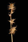 Ddioecious sedge